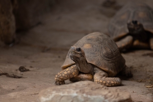 Tortue du désert